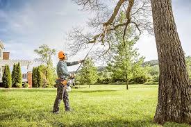 Best Tree and Shrub Care  in Pacifi, CA